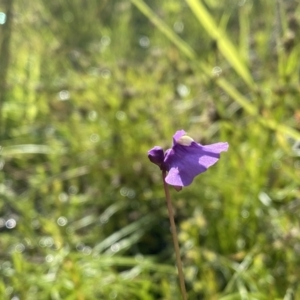 Utricularia dichotoma at Fisher, ACT - 25 Oct 2021 09:28 AM