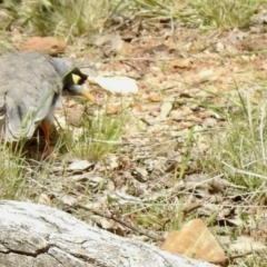 Manorina melanocephala (Noisy Miner) at Mulligans Flat - 23 Oct 2021 by KMcCue