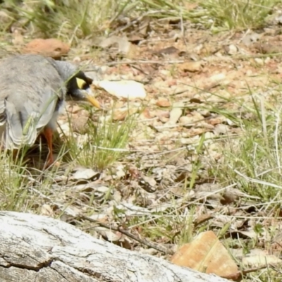 Manorina melanocephala (Noisy Miner) at Throsby, ACT - 23 Oct 2021 by KMcCue