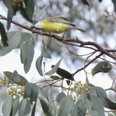 Gerygone olivacea (White-throated Gerygone) at Mulligans Flat - 22 Oct 2021 by KMcCue