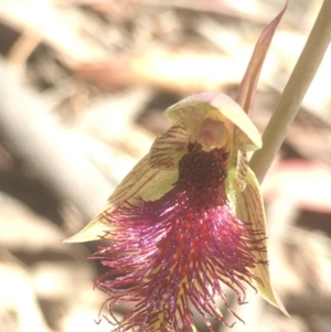 Calochilus platychilus at Lower Boro, NSW - suppressed