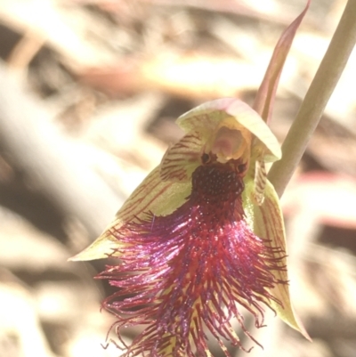 Calochilus platychilus (Purple Beard Orchid) at Lower Boro, NSW - 23 Oct 2021 by mcleana