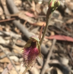 Calochilus platychilus at Lower Boro, NSW - suppressed