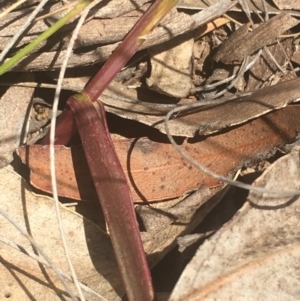 Calochilus platychilus at Lower Boro, NSW - suppressed