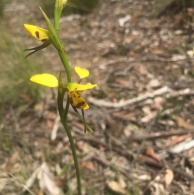 Diuris sulphurea (Tiger Orchid) at Lower Boro, NSW - 23 Oct 2021 by mcleana