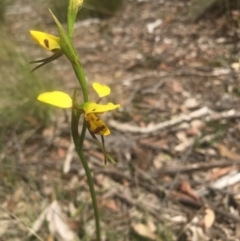 Diuris sulphurea (Tiger orchid) at Lower Boro, NSW - 23 Oct 2021 by mcleana