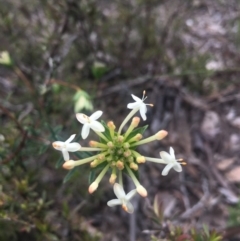 Pimelea sp. (Rice Flower) at Lower Boro, NSW - 23 Oct 2021 by mcleana