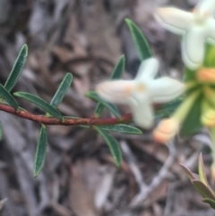 Pimelea sp. at Lower Boro, NSW - 23 Oct 2021