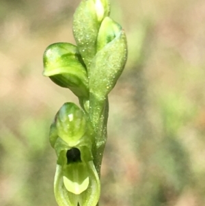 Hymenochilus bicolor (ACT) = Pterostylis bicolor (NSW) at Lower Boro, NSW - 24 Oct 2021