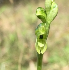 Hymenochilus bicolor at Lower Boro, NSW - 24 Oct 2021