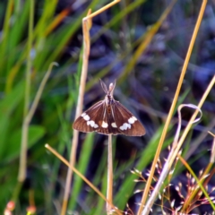 Nyctemera amicus (Senecio Moth, Magpie Moth, Cineraria Moth) at Farrer, ACT - 24 Oct 2021 by MB