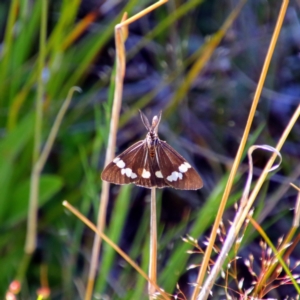 Nyctemera amicus at Farrer, ACT - 24 Oct 2021 10:34 AM