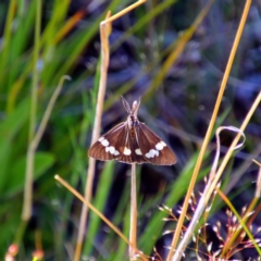Nyctemera amicus (Senecio or Magpie moth) at Farrer Ridge - 23 Oct 2021 by MB