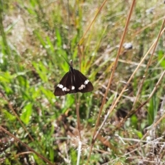 Nyctemera amicus at Farrer, ACT - 24 Oct 2021 10:34 AM