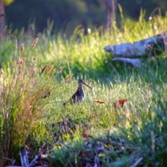 Gallinago hardwickii (Latham's Snipe) at Fyshwick, ACT - 24 Oct 2021 by MB