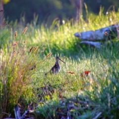 Gallinago hardwickii (Latham's Snipe) at Fyshwick, ACT - 23 Oct 2021 by MB