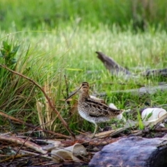 Gallinago hardwickii at Fyshwick, ACT - 24 Oct 2021