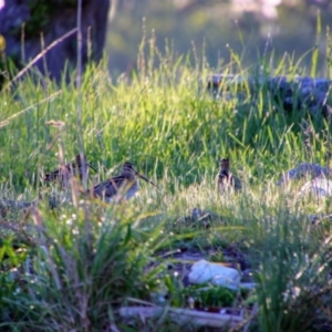 Gallinago hardwickii at Fyshwick, ACT - 24 Oct 2021