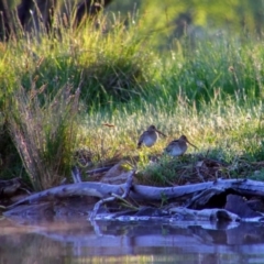 Gallinago hardwickii at Fyshwick, ACT - 24 Oct 2021