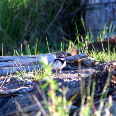 Charadrius melanops (Black-fronted Dotterel) at Jerrabomberra Wetlands - 23 Oct 2021 by MB