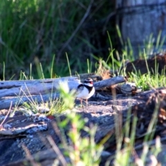Elseyornis melanops (Black-fronted Dotterel) at Barton, ACT - 23 Oct 2021 by MB