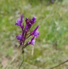 Linaria pelisseriana (Pelisser's Toadflax) at Jerrabomberra, ACT - 24 Oct 2021 by byomonkey