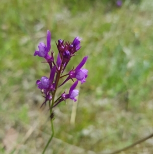 Linaria pelisseriana at Jerrabomberra, ACT - 24 Oct 2021 12:00 PM