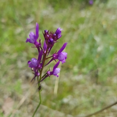 Linaria pelisseriana (Pelisser's Toadflax) at Callum Brae - 24 Oct 2021 by byomonkey