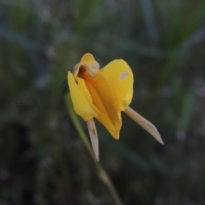 Diuris subalpina (Small Snake Orchid) at Conder, ACT - 20 Oct 2021 by michaelb