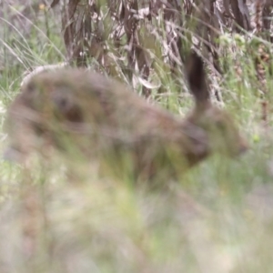 Lepus capensis at Hawker, ACT - 22 Oct 2021