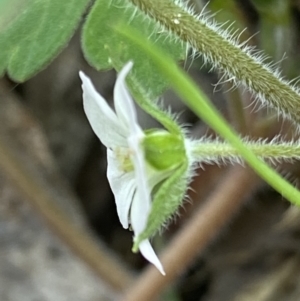 Geranium solanderi at Cotter River, ACT - 22 Oct 2021