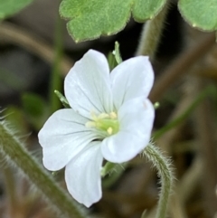 Geranium solanderi at Cotter River, ACT - 22 Oct 2021