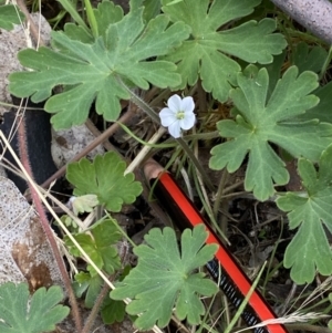 Geranium solanderi at Cotter River, ACT - 22 Oct 2021