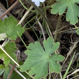 Geranium solanderi at Cotter River, ACT - 22 Oct 2021