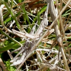 Keyacris scurra (Key's Matchstick Grasshopper) at Namadgi National Park - 24 Oct 2021 by MichaelMulvaney