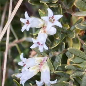 Acrothamnus hookeri at Paddys River, ACT - 22 Oct 2021