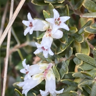 Acrothamnus hookeri (Mountain Beard Heath) at Paddys River, ACT - 22 Oct 2021 by RAllen