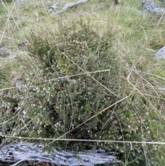 Acrothamnus hookeri at Paddys River, ACT - 22 Oct 2021