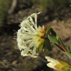 Pimelea linifolia subsp. linifolia (Queen of the Bush, Slender Rice-flower) at Tuggeranong Hill - 22 Sep 2021 by michaelb