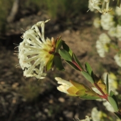 Pimelea linifolia subsp. linifolia at Theodore, ACT - 22 Sep 2021