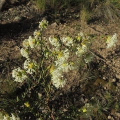 Pimelea linifolia subsp. linifolia at Theodore, ACT - 22 Sep 2021