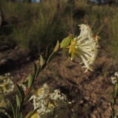 Pimelea linifolia subsp. linifolia (Queen of the Bush, Slender Rice-flower) at Theodore, ACT - 22 Sep 2021 by michaelb