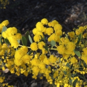 Acacia buxifolia subsp. buxifolia at Theodore, ACT - 22 Sep 2021