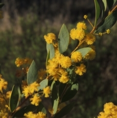 Acacia buxifolia subsp. buxifolia (Box-leaf Wattle) at Theodore, ACT - 22 Sep 2021 by michaelb