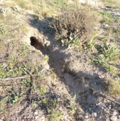 Oryctolagus cuniculus (European Rabbit) at Tuggeranong Hill - 22 Sep 2021 by michaelb