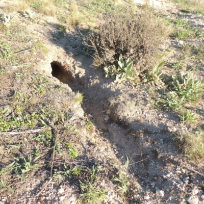 Oryctolagus cuniculus (European Rabbit) at Tuggeranong Hill - 22 Sep 2021 by michaelb