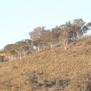 Eucalyptus rossii at Theodore, ACT - 22 Sep 2021