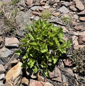 Pelargonium sp. at Booth, ACT - 24 Oct 2021 11:38 AM