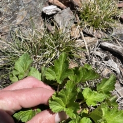 Pelargonium sp. at Booth, ACT - 24 Oct 2021