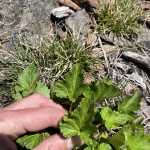 Pelargonium sp. at Booth, ACT - 24 Oct 2021 11:38 AM